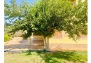 fyla-llbyaa-fy-kmbond-smrknd-tryk-msr-askndry-alshraoy-small-3